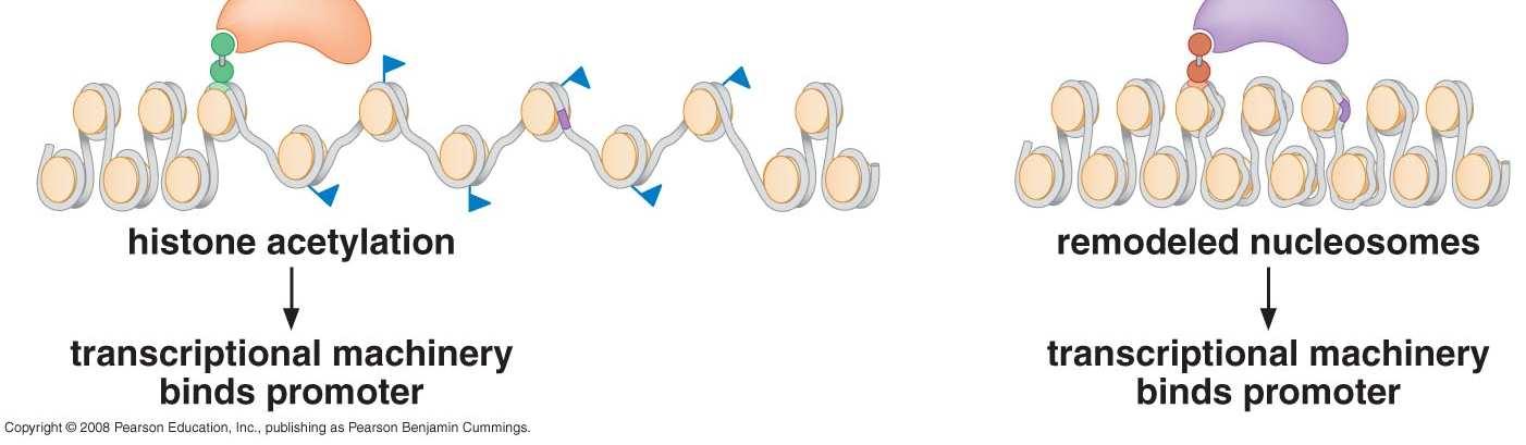 Ativadores direcionam alterações locais na estrutura da cromatina ativador recruta HAT promotor inacessível dentro da cromatina ativador