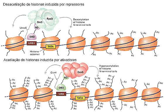 Papel da desacetilação e hiperacetilação da cauda N-terminal de histonas no controle da transcrição em S.