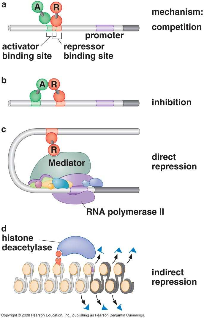 Diferentes modos de ação a de Repressores transcricionais Muito comuns em procariotos Em eucariotos,, mais comumente por remodelação da cromatina Como no caso de ativadores,