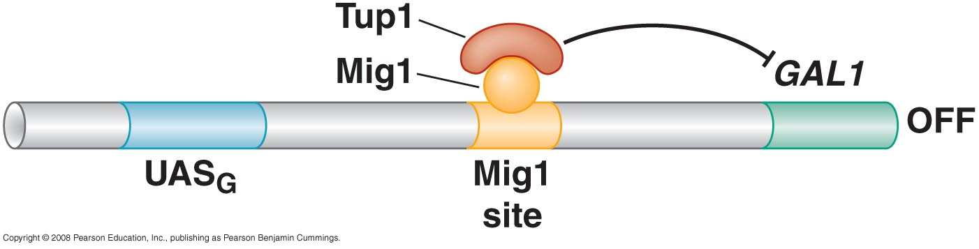 Repressão do gene gal1 em leveduras Mig1 Repressor transcricional específico (CreA, CreB outros organismos) Tup1 Repressor transcricional geral 1) + glicose: Mig liga-se a um sítio