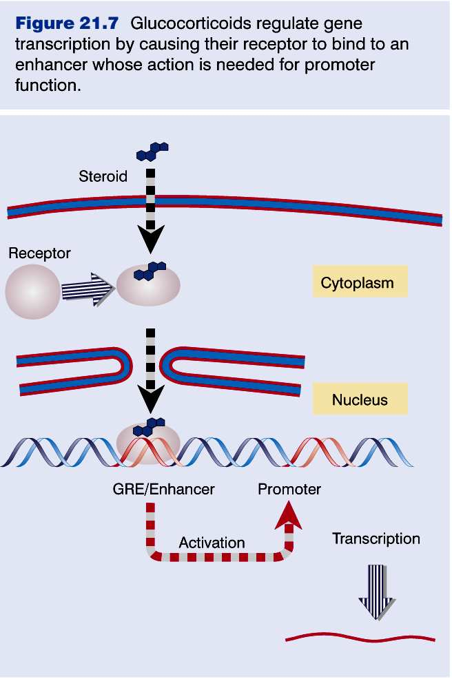 A expressão de muitos genes responde a estímulos extracelulares Os hormônios esteróides entram nas células e seus receptores transitam entre o citoplasma (na forma