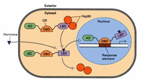 Muitos promotores respondem a estímulos extra-celulares Alguns fatores de transcrição respondem a presença de hormônios como a corticóides, tiroxina ou