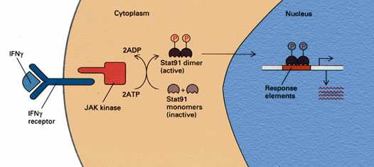 Outros estímulos sinalizam a partir do meio extracelular (Vias de Transdução de Sinais) Hormônios protéicos NÃO entram na célula Hormônios polipeptídicos