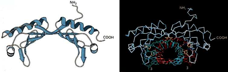 Todas as RNA polimerases têm em comun a TBP (TATA Binding Protein) ) que serve de elemento guia para os demais fatores gerais de transcrição.