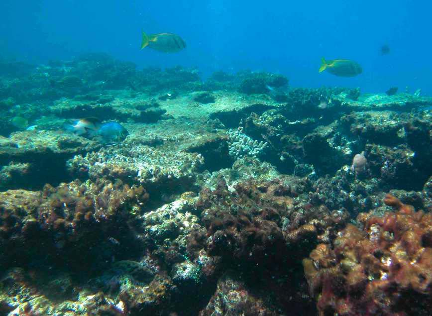 19 1.3.1. Águas rasas e abertas Figura 1.2. Exemplo moderno de recife de corais O primeiro ambiente deposicional de plataformas carbonáticas é o de produção em águas rasas e abertas.