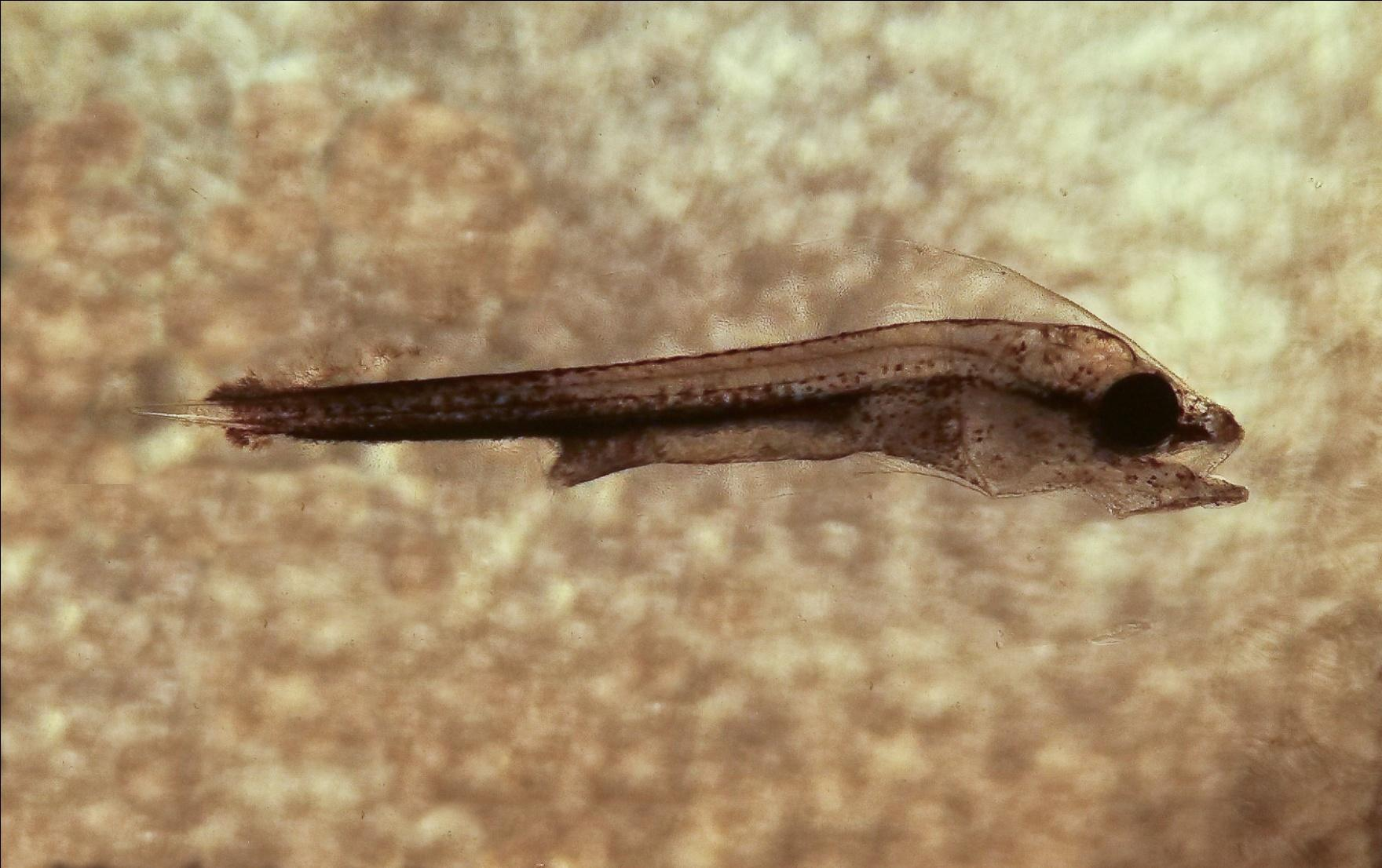 Larva 5