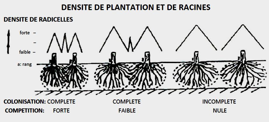 Figura 8. Efeito da densidade de plantação no sistema radicular (Fonte: Carbonneau, 1989) Queiroz et al.