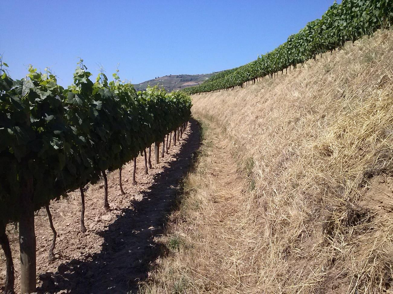 O campo de estudo ocupa uma área de cerca de 0,74 hectares, onde se encontra a casta Touriga Franca, plantada em Fevereiro de 2002 (Fonseca, 2010).