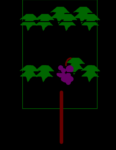 Inserção da vara metálica ao nível do topo Inserção da vara metálica ao nível dos cachos Figura 15.