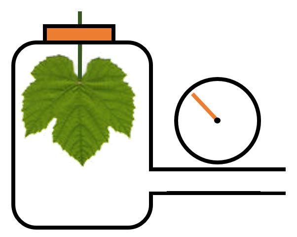 3.6. Atividade fisiológica da videira Para que seja possível compreender o estado fisiológico da videira, é importante realizar uma análise do potencial hídrico foliar (Ψf), podendo assim determinar