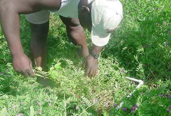 espacial de plantio: a introdução da leguminosa Crotalaria juncea para adubação verde de verão, consorciada com a cultura do repolho nos talhões sob plantio direto.