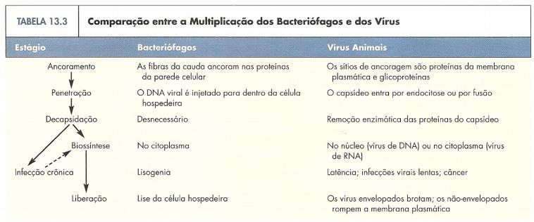 1. ADSORÇÃO OU ADERÊNCIA Os vírus possuem proteínas (sítios