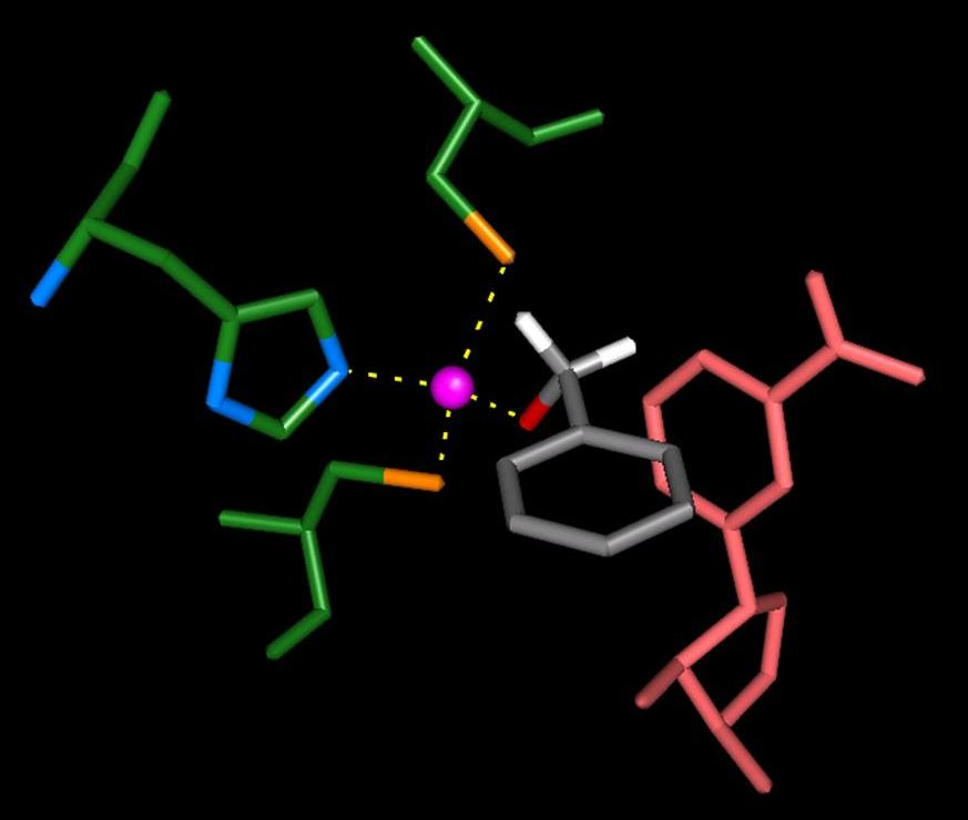 Álcool desidrohenase -Mecanismo de ação: No sítio catalítico contendo Zn 2+, o álcool se coordena com o Zn 2+, e a molécula de NAD se aproxima HORSE LIVER ALCOHOL DEHYDROGENASE COMPLEXED WITH