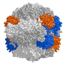 Enzimas de Magnésio (Mg 2+ ): Exemplo: Rubisco (Ribulose-1,5- bisphosphate carboxylase/oxygenase) - a