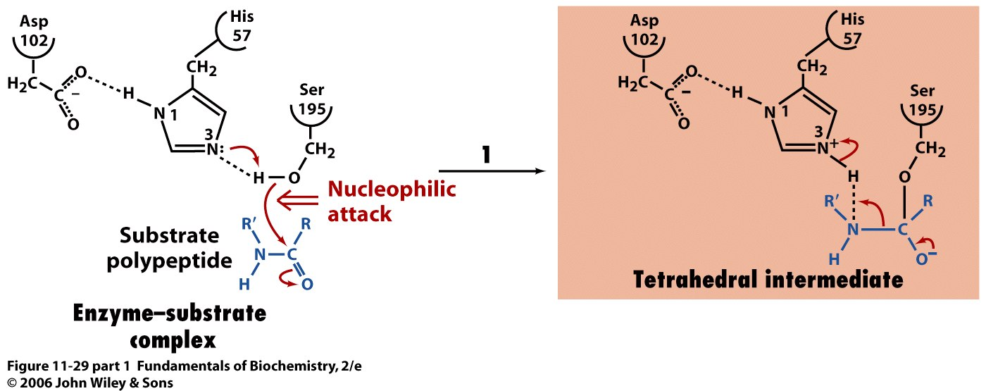 1- Ataque nucleofílico da Ser do sítio ativo no átomo de Carbono