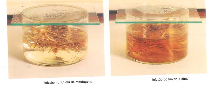 Nos laboratórios escolares, para se observarem estes seres vivos, quando não é possível obter-se água de um charco, recorre-se à preparação de infusões diversas.