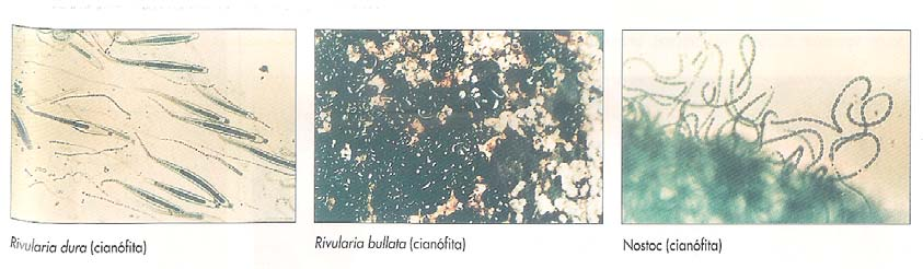 Além de protozoários poderá, ainda, observar algumas espécies de algas microscópicas como as que se apresentam na figura 4. Fig. 4 7.