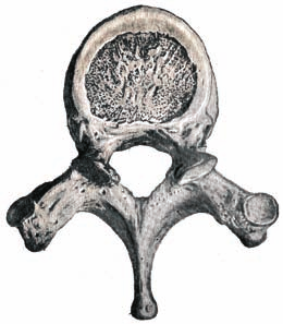 É constituído de placas cartilaginosas que são estruturas de cartilagem hialina cobrindo o osso e a vértebra e atuam como uma camada protetora acima e abaixo, tendo o anel fibroso no começo e a placa