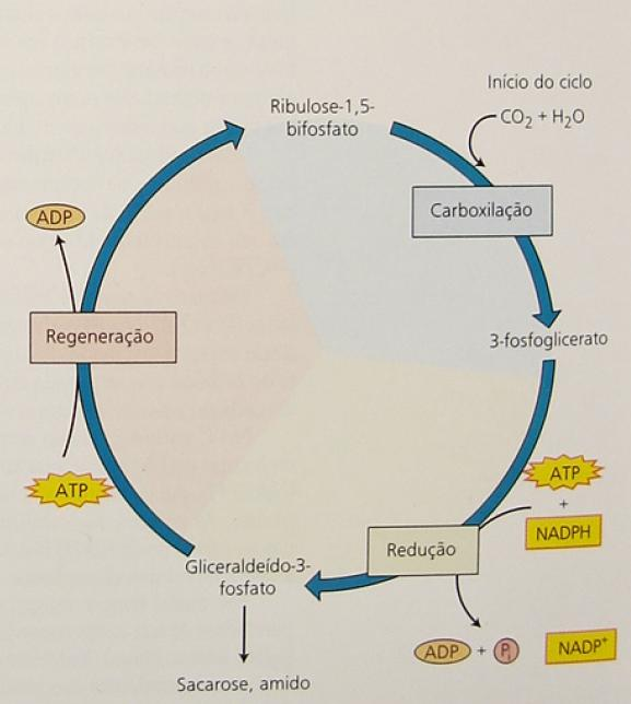 Ciclo de