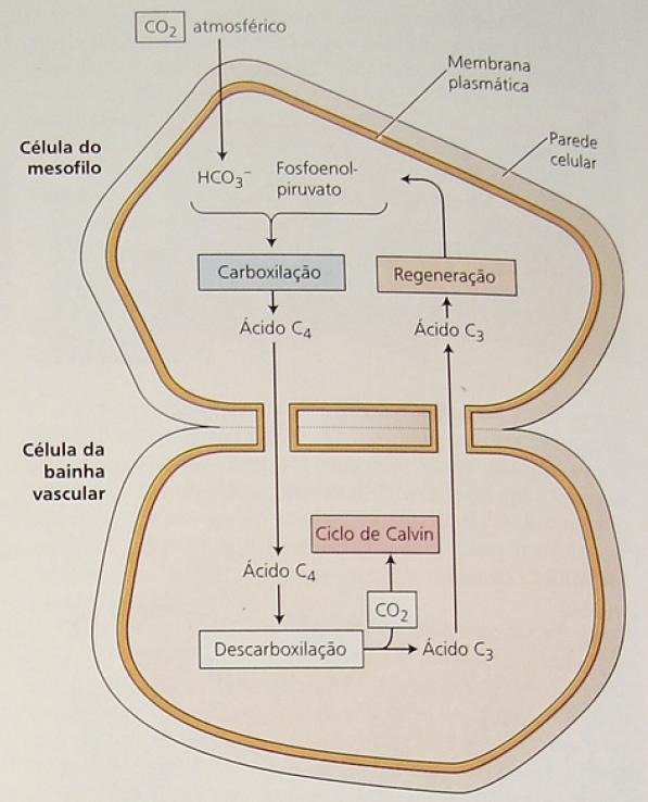 Ciclo C4