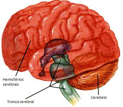 1. Introdução 1.1. O sistema nervoso e o cérebro O sistema nervoso subdivide-se em sistema nervosos central (SNC) e em sistema nervoso periférico (SNP).