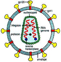 HIV como modelo de estudo de retrovírus e patogênese Retrovírus e oncogênese.