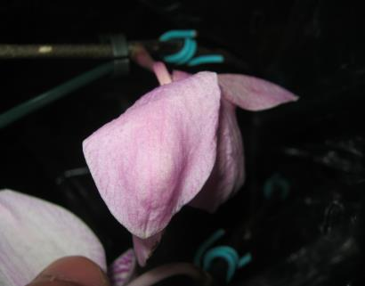 Planta que apresenta uma deformidade de abertura nas pétalas centrais, não chegando a abrir totalmente; Queima por fitotoxidez.