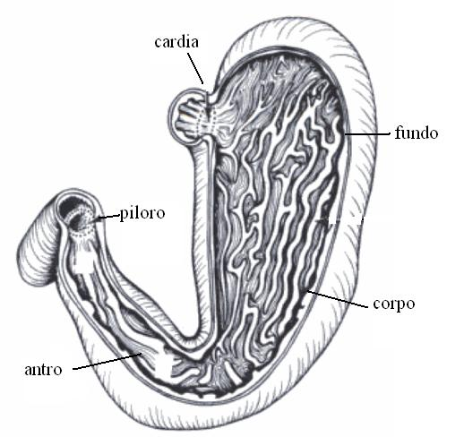 15 Figura 1: Divisão anatômica do estômago do cão (Fonte: Adaptado de Adams, 2004). O intestino começa no piloro e continua até o ânus.