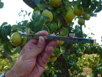 Disseminar a metodologia da Fruta Feia, a nível nacional e internacional, como um