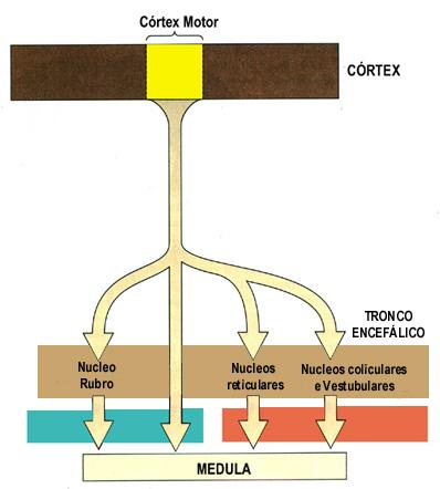 Trato rubro-espinhal. Projeção contralateral Controla os músculos distais dos membros, sob o comando de influencias corticais Trato teto-espinhal.