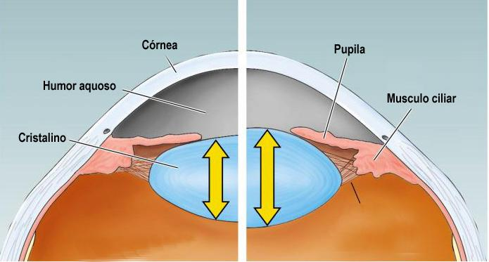 Acomodação Visual Função: manter constantemente a focalização do objeto sobre a retina.