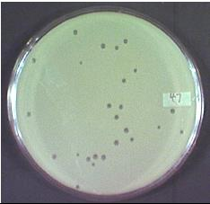 Herelle bacteriófagos (partículas) Adsorção Através de co-sedimentação hospedeiro