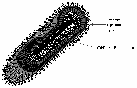Poxvírus Membrana