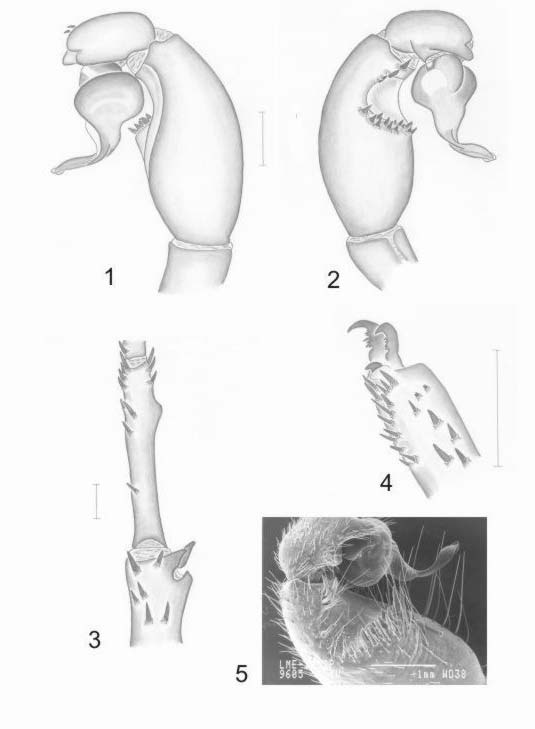 3 Figuras 1-5. Macho. Idiops pirassununguensis sp. n. 1. Palpo direito, prolateral; 2. Retrolateral; 3.