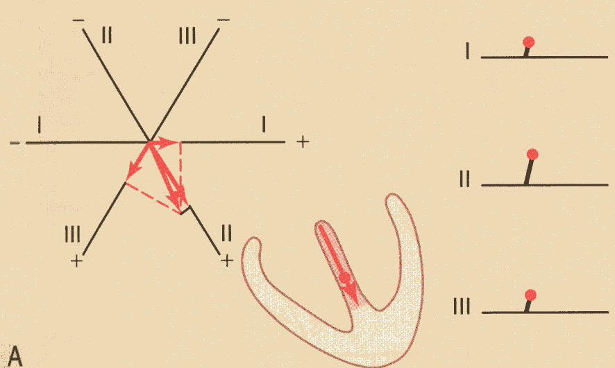 Análise vectorial do electrocardiograma normal A Figura A representa um instante de tempo 100 ms após o começo da despolarização ventricular.