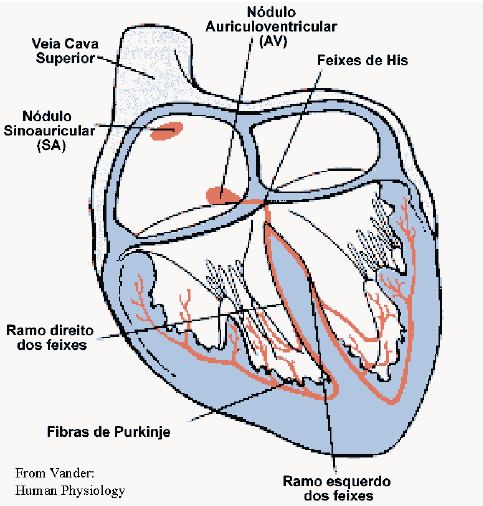 Bloqueio dos sinais cardíacos nas vias de condução intracardíacas O bloqueio aurículo-ventricular deve-se a um bloqueio total ou simplesmente diminuição na condução do impulso cardíaco das aurículas