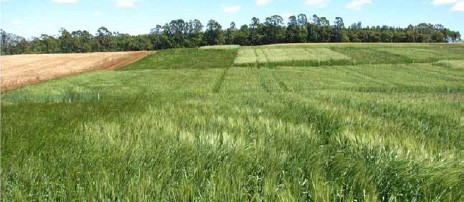 AgroMarochi em Ponta Grossa demonstra os principais sistemas agrícolas do Sul do Brasil.