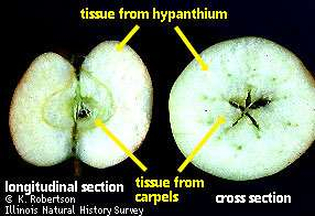 Pomo Tecido do hipanto maçã