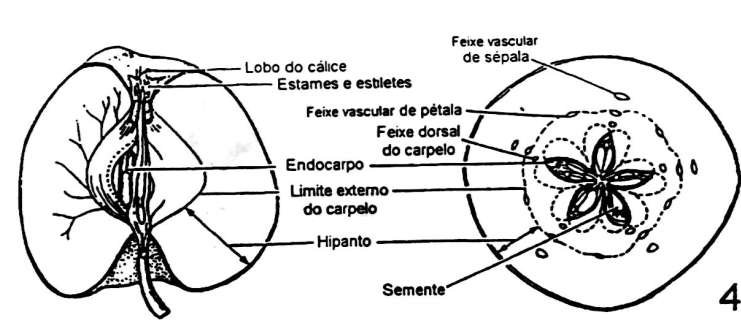 receptáculo e hipanto carnosos