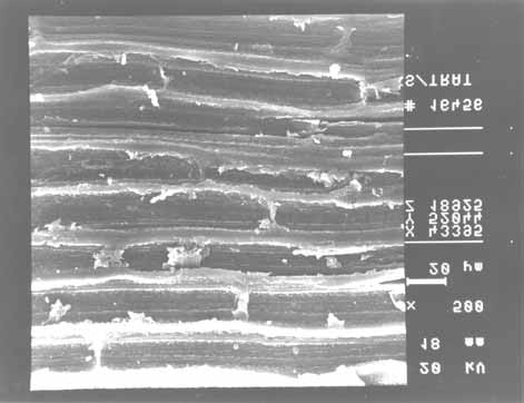 Figura 6. Distribuição percentual dos comprimentos das fibras de sisal. Figura 4. Micrografia obtida por MEV da superfície longitudinal da fibra de sisal sem tratamento. Ampliação de 500 x. Figura 5.