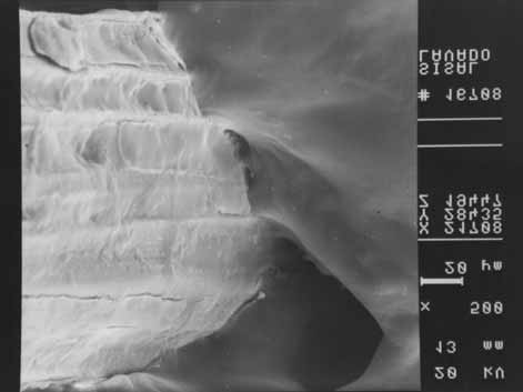 Figura 8. Micrografia obtida por MEV da superfície de fratura do compósito de borracha nitrílica com 22 pcr de fibras de sisal lavada. Ampliação de 500 x.