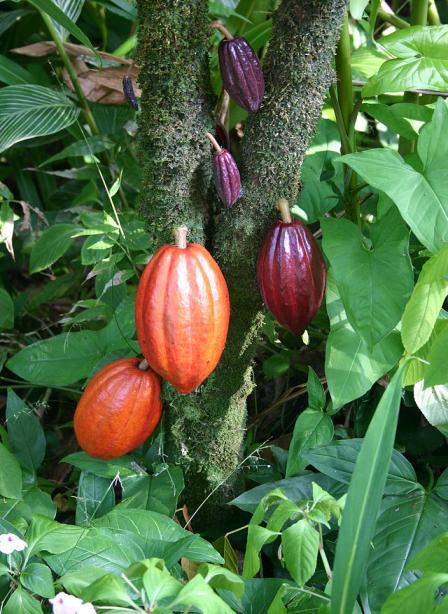 HISTÓRICO BOTÂNICO Reino: Plantae Divisão: Magnoliophyta Classe: Magnoliopsida Ordem: Malvales Família: