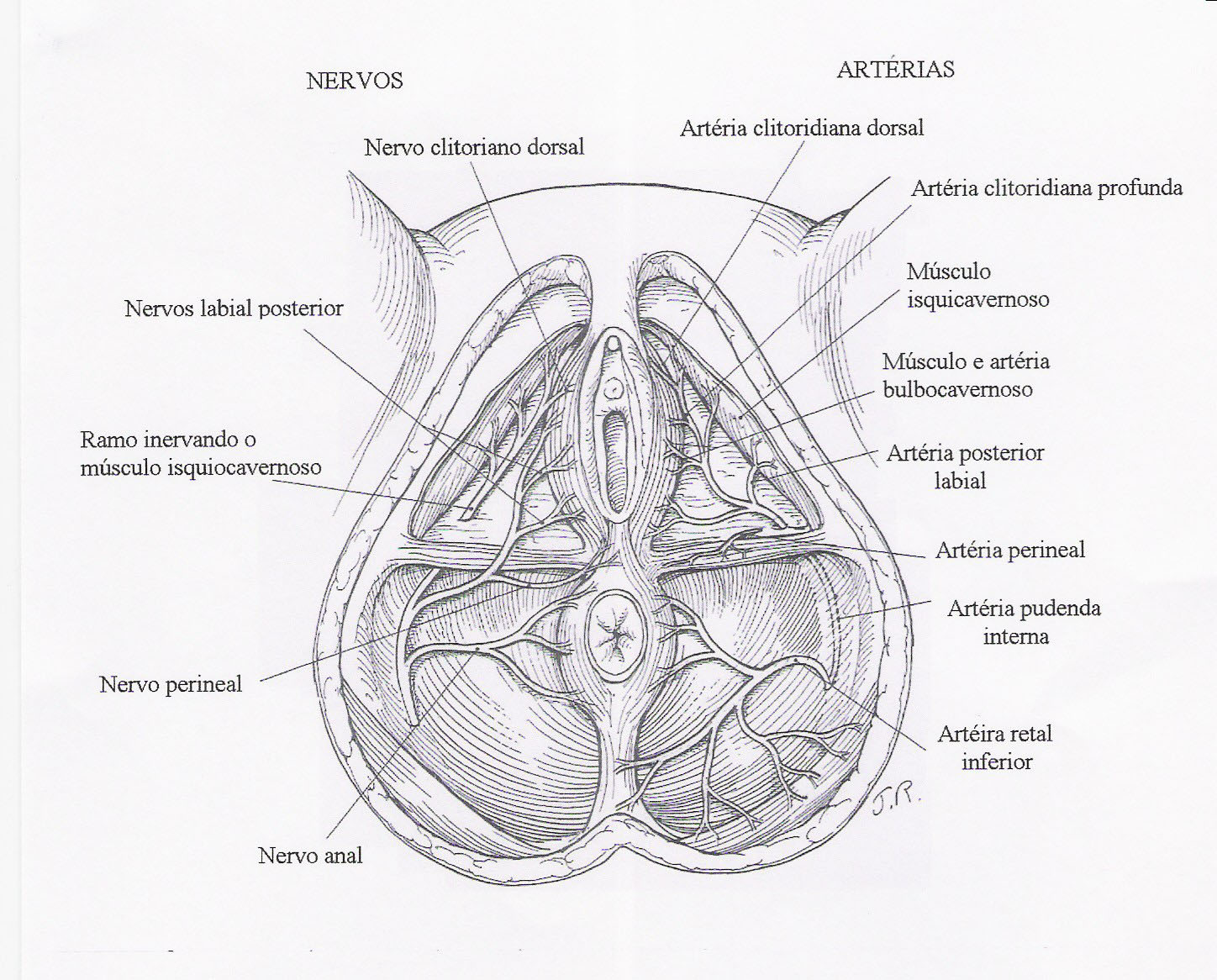 Capítulo I Anatomia, Fisiologia e Importância Clínica do Corpo Perineal 7 Figura 2 Nervos e artérias Gillstrap III et al.