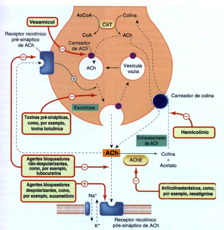 Fármacos X Neurotransmissão Colinérgica ACh, ATP vesiculina