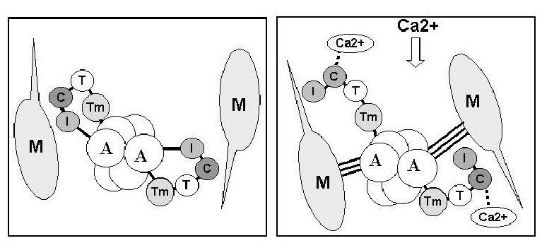 A ligação de Ca 2+ troponina-c libera o complexo