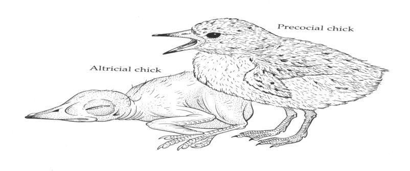 Maturidade de Aves no momento da eclosão Precocial (nidífugos): olhos abertos, cobertos com penas ou plúmulas, deixam o ninho após 1 ou 2 dias 3. Independentes dos pais: Megapodidae 4.