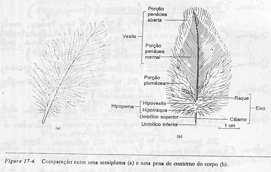 Penas