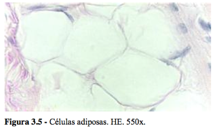 CÉLULAS ADIPOSAS Encontradas em