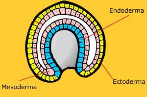 CÉLULAS MESENQUIMAIS Cells derivadas do mesênquima (tecido embrionário, rico em matriz