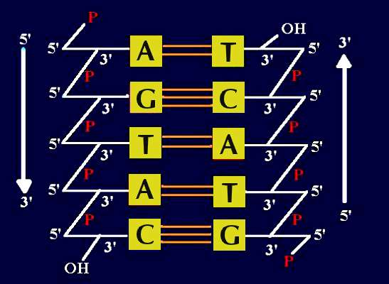 DNA- Helicase DNA- Helicase DNA- Helicase